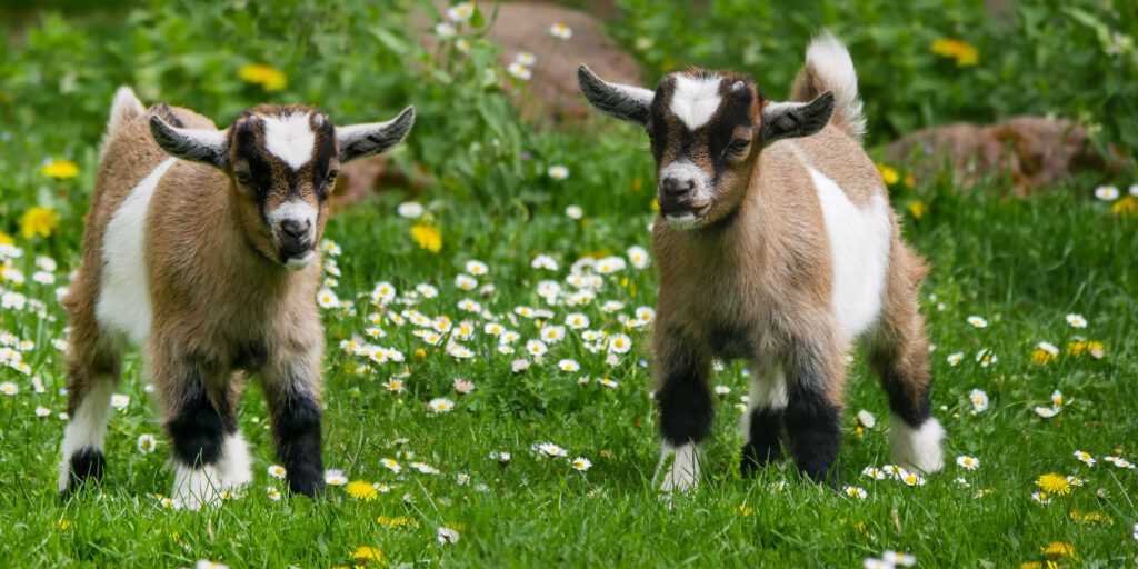 geit-erfdieren