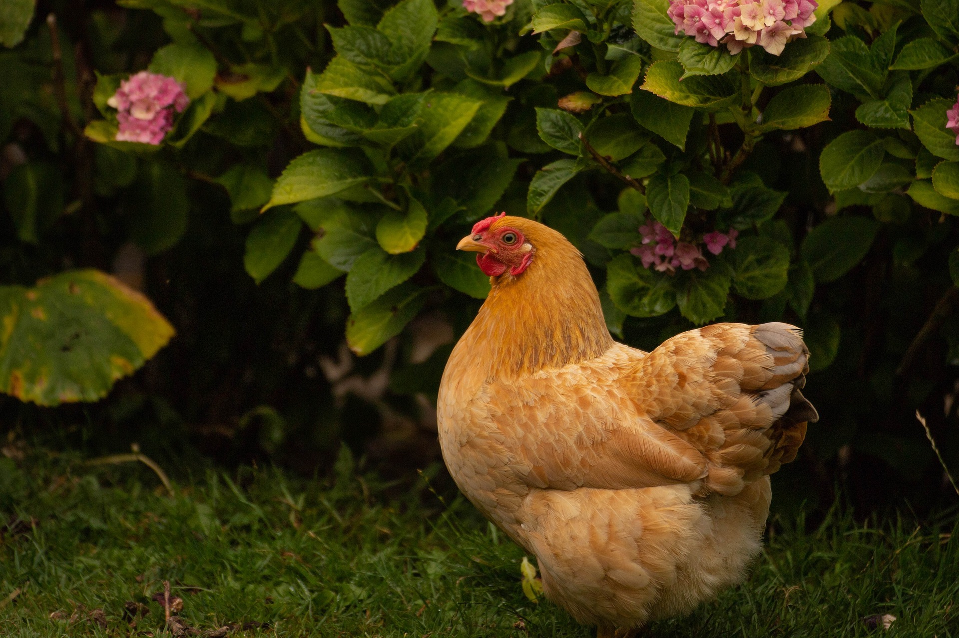 Lot Centraliseren Comorama Kun je kippen houden in een kleine tuin of stadstuin! - Alles over dieren  in en om het huis